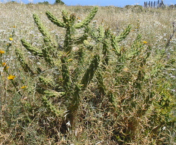 Austrocylindropuntia subulata